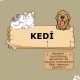 Ataşehir Petshop Kedi