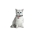 Collar QR Pasaportlu Kedi ve Ufak Irk Köpek Boyun Tasması