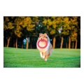 CollarCollar PitchDog Plastik Halka Köpek Oyuncağı Mavi 20 Cm