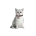 Nylon cat collar with QR passport, "Graffiti" design, plastic fastex