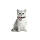 Nylon cat collar with QR passport, "Graffiti" design, plastic fastex