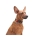 WAUDOG Nylon dog collar with QR passport